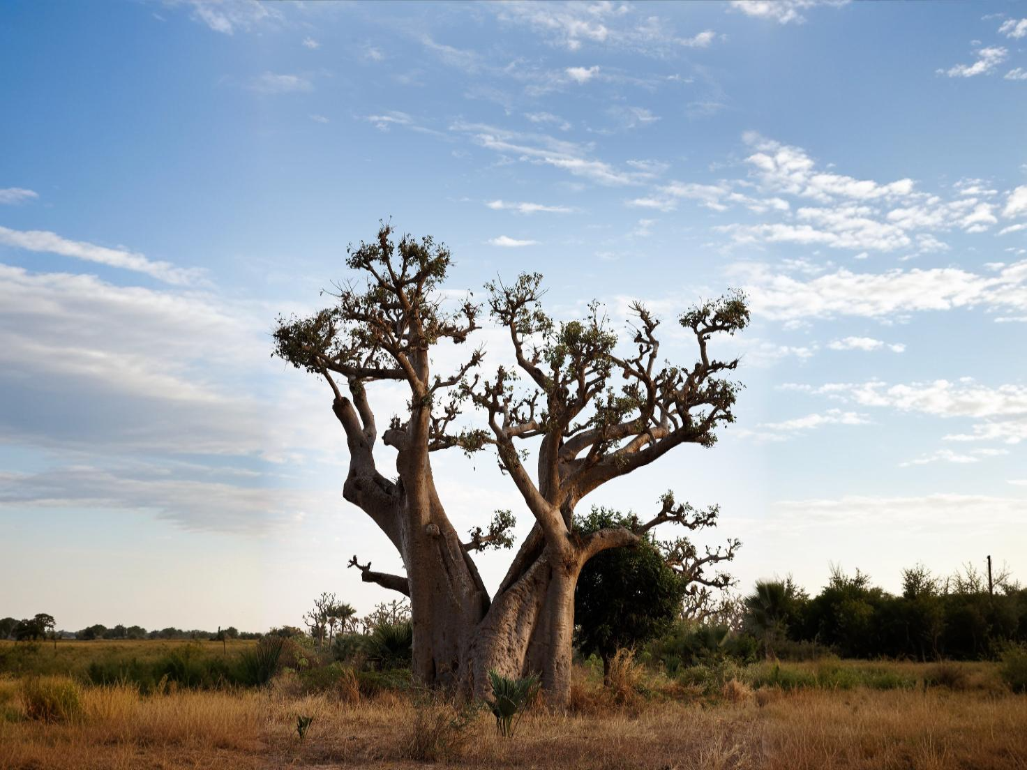 Unlocking the Beauty Secrets of Baobab: A Treasure from Ghana
